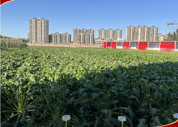 “果” 然有收获 “摘” 得凝聚力